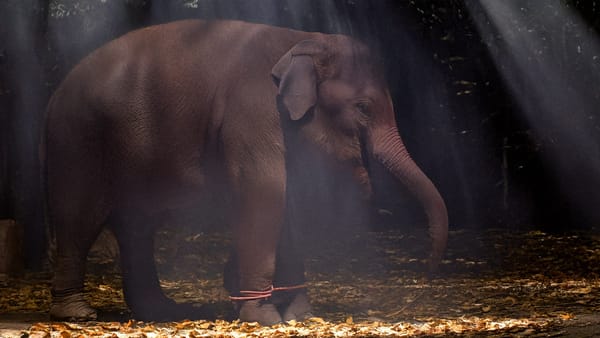 Gajah dan Tali Tipis